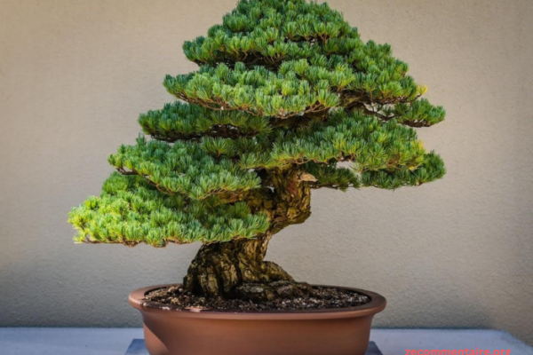 Enhancing Your Zen Garden with Bonsai Tree Foliage Varieties and Styles