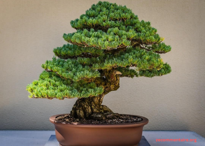 Enhancing Your Zen Garden with Bonsai Tree Foliage Varieties and Styles