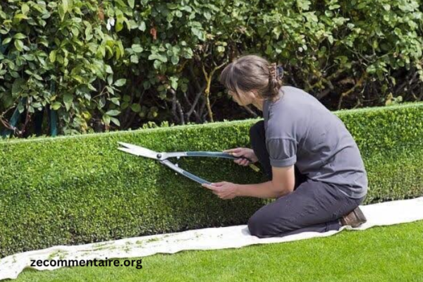 Maximizing Curb Appeal with Regular Hedge Trimming Services