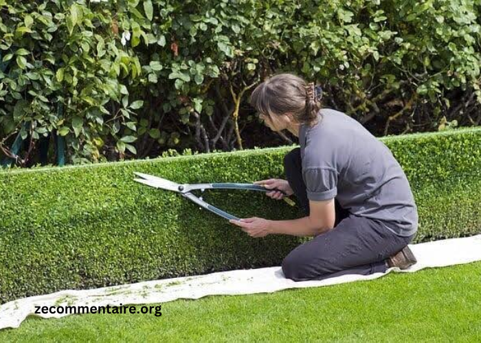 Maximizing Curb Appeal with Regular Hedge Trimming Services