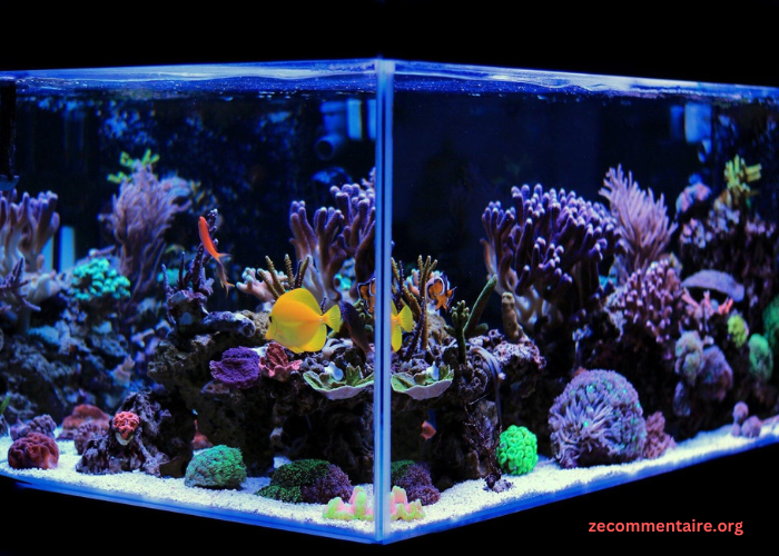 The Best 9 Aquarium Fish for Different Personalities and Lifestyles
