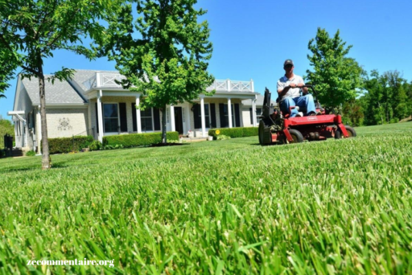 Avoid These French Drain Mistakes for a Dry and Healthy Yard