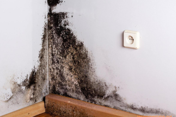 Identifying the Most Common Basement Mold Types