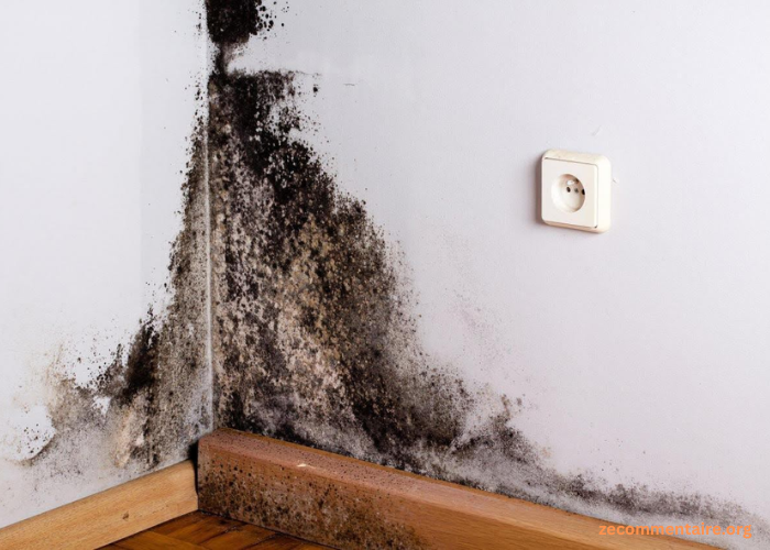 Identifying the Most Common Basement Mold Types