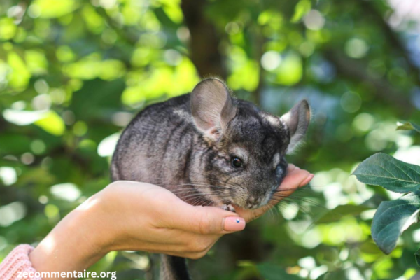 The Ultimate Guide to Caring for a Baby Chinchilla