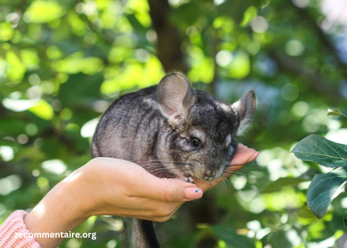 The Ultimate Guide to Caring for a Baby Chinchilla