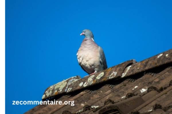 Beyond Netting and Spikes: Innovative Solutions for Bird Proofing Your Property