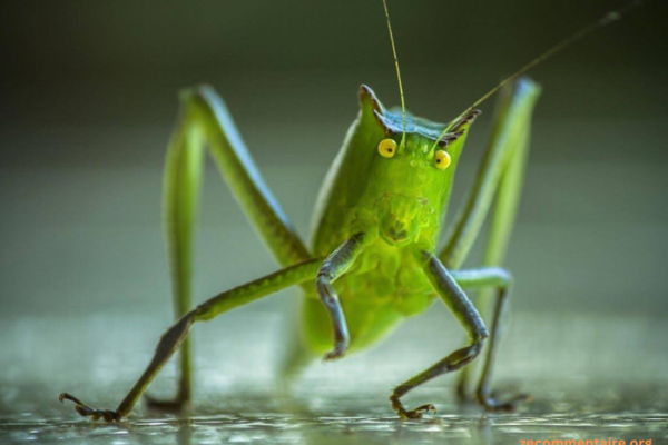 Do You Know the Difference Between Crickets and Grasshoppers? A Comparative Analysis
