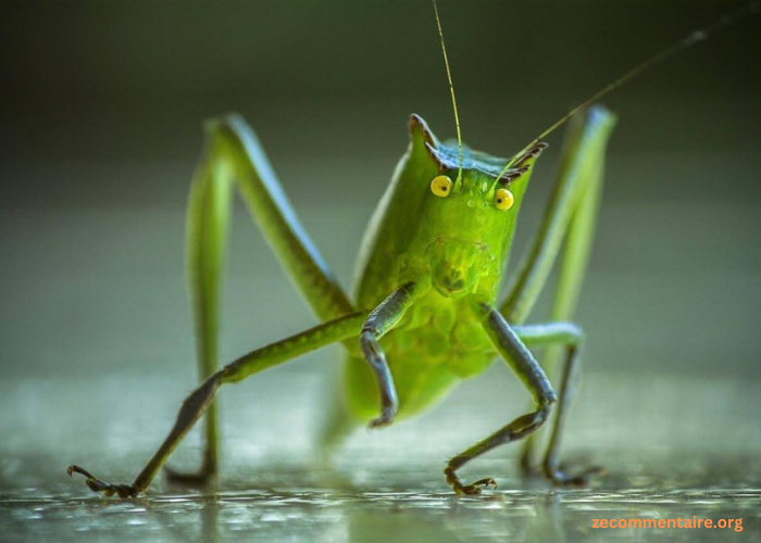 Do You Know the Difference Between Crickets and Grasshoppers? A Comparative Analysis