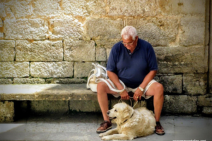 Managing Old Dog Seizures: Tips and Strategies