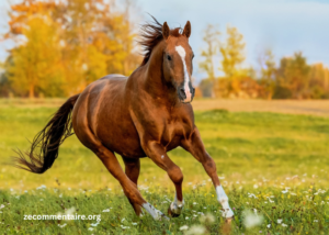 Pmu'b Burkina Gain Du Jour