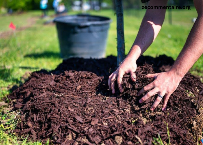 Reasons Lawn Mulch is Essential for Your Garden