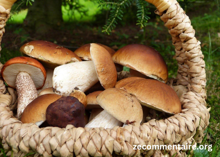 A Step-by-Step Tutorial for Using a Grow Your Own Mushrooms Kit