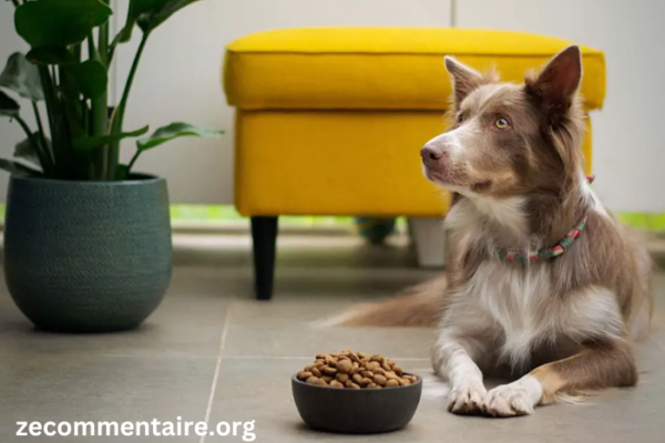 Freeze-Dried Dog Food: A Nutritious Innovation