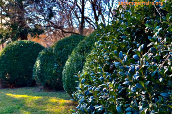 4 Key Considerations When Adding Shrub Plants to Your Property