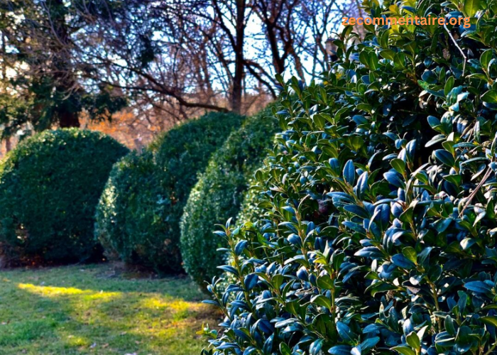 4 Key Considerations When Adding Shrub Plants to Your Property