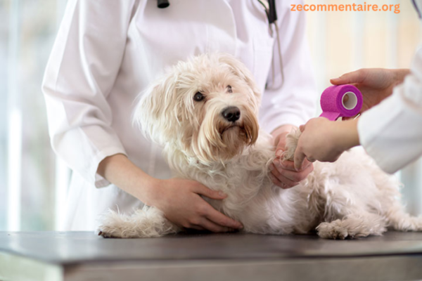 Critical Benefits of 24/7 Emergency Vet Services for Your Pet’s Health