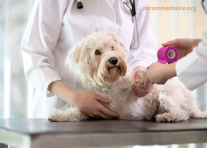 Critical Benefits of 24/7 Emergency Vet Services for Your Pet’s Health