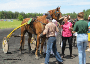 Belle Turf Prono Vip