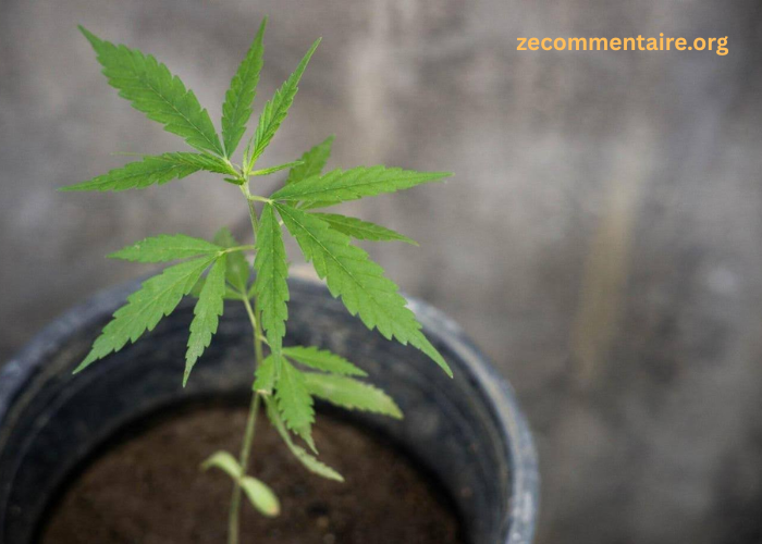 8 Key Things to Know Before Growing Cannabis at Home