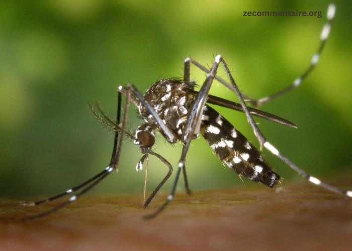 How to Keep Your Yard Free from Mosquito Infestation